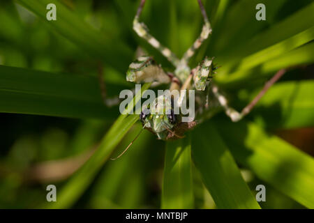 Thistle mantis, Blepharopsis mendica all'interno di un giardino a Cipro nel corso del mese di maggio di notte e di giorno. Foto Stock