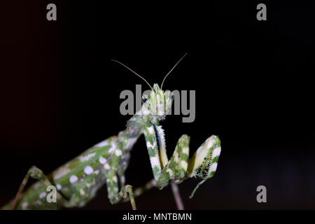 Thistle mantis, Blepharopsis mendica all'interno di un giardino a Cipro nel corso del mese di maggio di notte e di giorno. Foto Stock