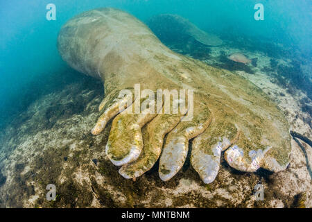 Florida manatee, Trichechus manatus latirostris, con elica per imbarcazioni cicatrici, una sottospecie di West Indian lamantino, Trichechus manatus, Homosassa Springs Foto Stock