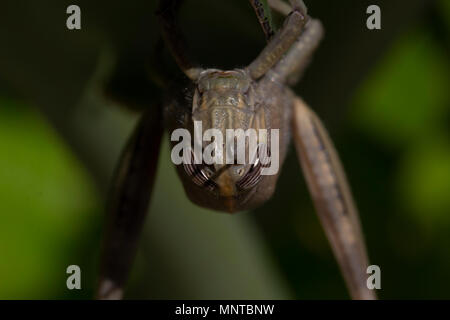 Grande macchia verde cricket, Tettigonia viridissima nel selvaggio nascosti su una foglia di grandi dimensioni in un giardino su Cipro. Foto Stock