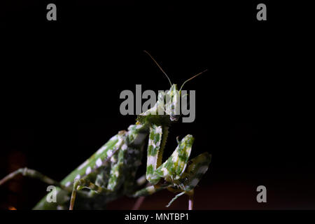 Thistle mantis, Blepharopsis mendica all'interno di un giardino a Cipro nel corso del mese di maggio di notte e di giorno. Foto Stock