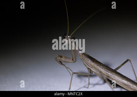 Thistle mantis, Blepharopsis mendica all'interno di un giardino a Cipro nel corso del mese di maggio di notte e di giorno. Foto Stock