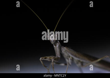 Thistle mantis, Blepharopsis mendica all'interno di un giardino a Cipro nel corso del mese di maggio di notte e di giorno. Foto Stock