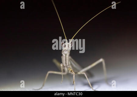 Thistle mantis, Blepharopsis mendica all'interno di un giardino a Cipro nel corso del mese di maggio di notte e di giorno. Foto Stock