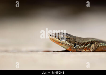 In Troodos Lizard, Phoenicolacerta troodica, in appoggio sul terreno e su un ramo in un giardino su Cipro durante il mese di maggio. Foto Stock