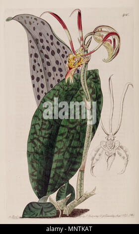 . Illustrazione di Psychopsis papilio (come syn. Oncidium papilio) . 1825. M. Hart del., J. Watt engr. 1032 Psychopsis papilio (come Oncidium p.) - TheBotReg 11 pl 910 (1825) Foto Stock