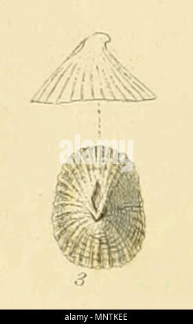 . Inglese: Puncturella Noachina Linnaeus. Da illustrato indice dei gusci britannica, piastra XI., Fig 3. 1859. George Brettingham Sowerby II (1812-1884) Descrizione naturalista e illustratore Data di nascita e morte 25 Marzo 1812 26 Luglio 1884 Luogo di nascita e morte Lambeth Wood Green competente controllo : Q1223045 VIAF: 73969050 ISNI: 0000 0000 8182 9905 LCCN: N88669749 NLA: 35246704 GND: 117648485 WorldCat 1032 Puncturella Noachina (Sowerby) Foto Stock