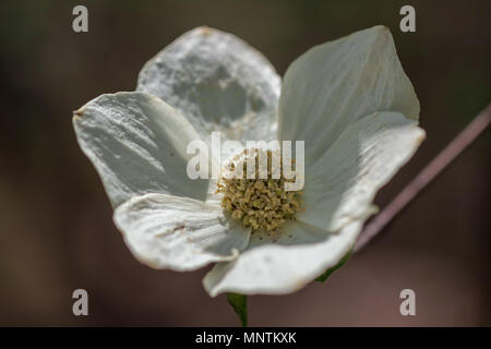 Pacific sanguinello fiore (Cornus nuttallii) fiorisce in primavera nel Parco Nazionale di Yosemite in California, Stati Uniti. Foto Stock