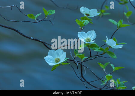 Pacific sanguinello fiore (Cornus nuttallii) fioriscono lungo il fiume Merced in primavera, il Parco Nazionale Yosemite in California, Stati Uniti. Foto Stock