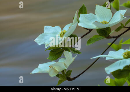 Pacific sanguinello fiore (Cornus nuttallii) fioriscono lungo il fiume Merced in primavera, il Parco Nazionale Yosemite in California, Stati Uniti. Foto Stock