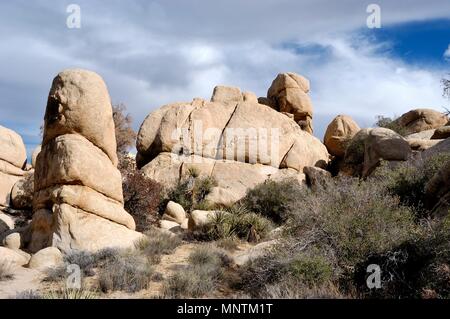 Monzogranite pila di rocce, dighe (linee di intrusione di roccia più dura) in granito, Joshua tree, Yucca brevifolia, Mojave Yucca, Yucca shidiger 031129 0438 Foto Stock