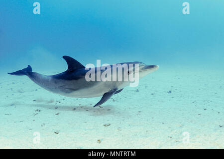 Indo-pacifico delfino maggiore, Tursiops aduncus, SS Ulisse naufragio, Stretto di Gubal, Egitto, Mar Rosso, Oceano Indiano Foto Stock