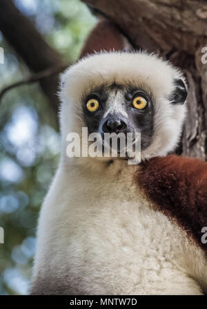 Sifaka, un lemure di grandi dimensioni che salta da albero ad albero in una posizione eretta e rarefy viene a contatto con il terreno e quando non si cammina lateralmente, Andasibe Foto Stock