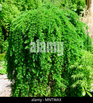 Dwarf piangenti conifere, Tsuga heterophylla 'Thorsen il pianto della' Foto Stock