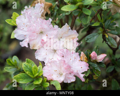 Azalea bianca con la caduta di puro dopo la pioggia nel giardino botanico. Foto Stock