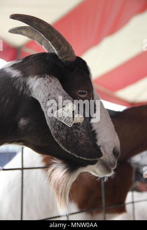 Centrale di Washington State Fair's zoo ha abbondanza di capre con personalità. Foto Stock