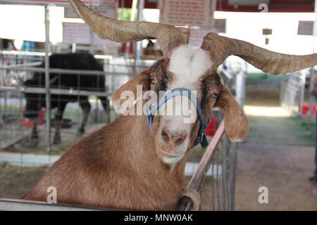 Centrale di Washington State Fair's zoo ha abbondanza di capre con personalità. Foto Stock