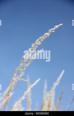 Gli stocchi cremosa di graminacee contrasto contro una perfetta blu e il cielo senza nuvole all'area di Yakima Arboretum. Foto Stock