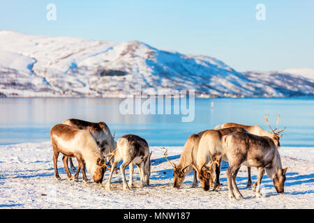 La renna nel nord della Norvegia con fiordi mozzafiato dei paesaggi sulla soleggiata giornata invernale Foto Stock