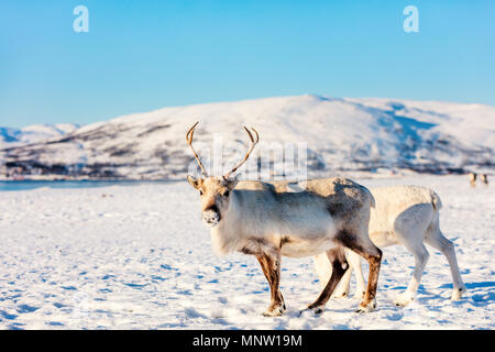 La renna nel nord della Norvegia con fiordi mozzafiato dei paesaggi sulla soleggiata giornata invernale Foto Stock