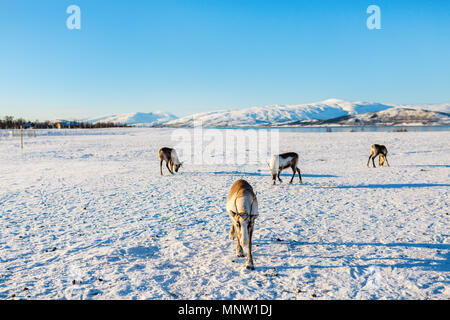 La renna nel nord della Norvegia con fiordi mozzafiato dei paesaggi sulla soleggiata giornata invernale Foto Stock