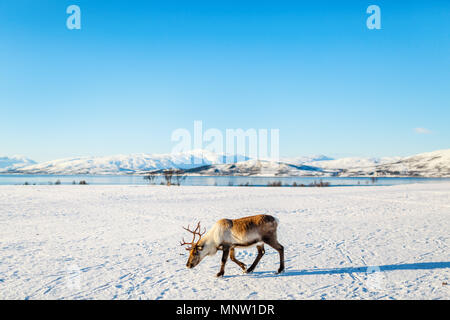 La renna nel nord della Norvegia con fiordi mozzafiato dei paesaggi sulla soleggiata giornata invernale Foto Stock