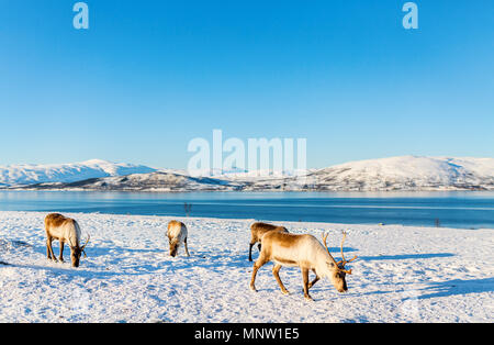 La renna nel nord della Norvegia con fiordi mozzafiato dei paesaggi sulla soleggiata giornata invernale Foto Stock