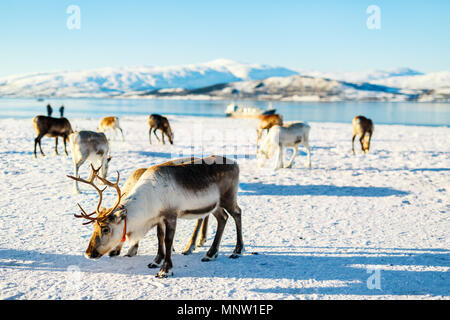 La renna nel nord della Norvegia con fiordi mozzafiato dei paesaggi sulla soleggiata giornata invernale Foto Stock