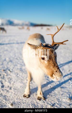 La renna nel nord della Norvegia sulla soleggiata giornata invernale Foto Stock