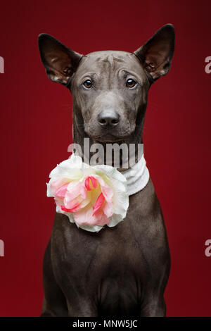 Bella thai ridgeback cucciolo Foto Stock