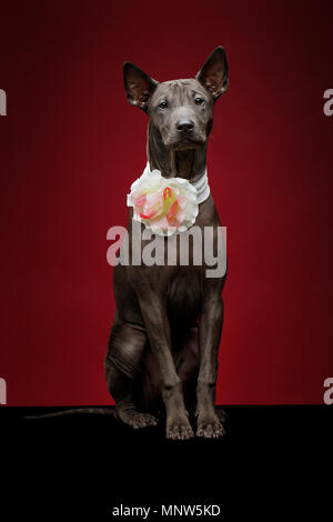 Bella thai ridgeback cucciolo Foto Stock