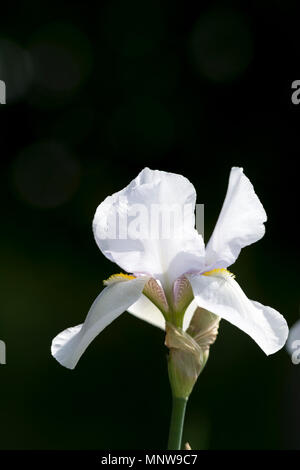 Iride Bianco fiore Foto Stock