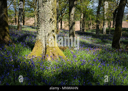 Bluebell nativo di legno in maggio, Kinclaven, Blairgowriee, Perthshire Scozia. Foto Stock