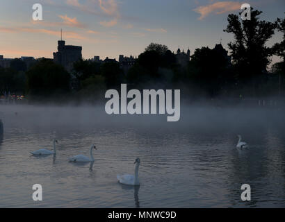 Windsor, Regno Unito, 19 maggio 2018. Cigni su i Misty River Thames appena prima che il sole sorge dietro al Castello di Windsor. Royal Wedding di S.A.R. il principe Harry (Galles) e Meghan Markle, Windsor, Berkshire, il 19 maggio 2018. Credito: Paolo Marriott/Alamy Live News Foto Stock