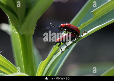 Epsom Surrey England Regno Unito. Il 20 maggio 2018. Una coppia di coniugate giglio rosso maggiolini su una pianta di giglio. Noto anche come scarlett lily beetle (Lilioceris lilii) mangeranno e rovina gigli crescere all'aperto. Credito: Julia Gavin/Alamy Live News Foto Stock