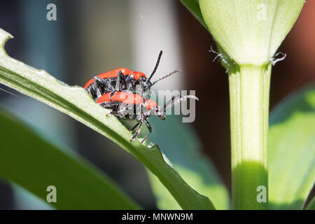 Epsom Surrey England Regno Unito. Il 20 maggio 2018. Una coppia di coniugate giglio rosso maggiolini su una pianta di giglio. Noto anche come scarlett lily beetle (Lilioceris lilii) mangeranno e rovina gigli crescere all'aperto. Credito: Julia Gavin/Alamy Live News Foto Stock