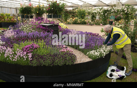 Royal Hospital Chelsea, Londra, Regno Unito. 20 Maggio, 2018. Preparativi finali per composizioni floreali e mostrano giardini nel sole caldo di un giorno prima del 2018 RHS Chelsea Flower Show si apre per i media di tutto il mondo e due giorni prima dell'evento pubblico il 22 maggio. Credito: Malcolm Park/Alamy Live News. Foto Stock