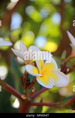 Plumeria fiori, i chicchi di caffè e piante in Kauai Coffee Plantation in Kauai, Hawaii. Foto Stock