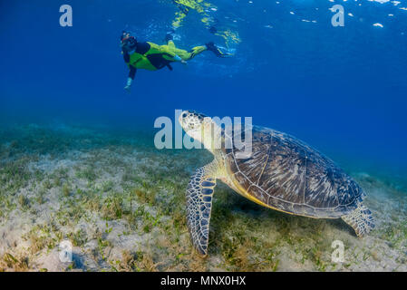 Tartaruga Verde, Chelonia Mydas e la donna snorkeler, specie in via di estinzione, Wadi Gimal, Marsa Alam, Egitto, Mar Rosso, Oceano indiano, signor Foto Stock