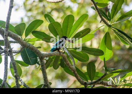 Bianco-gola kingfisher (Halcyon smyrnensis) in Sri Lanka Foto Stock