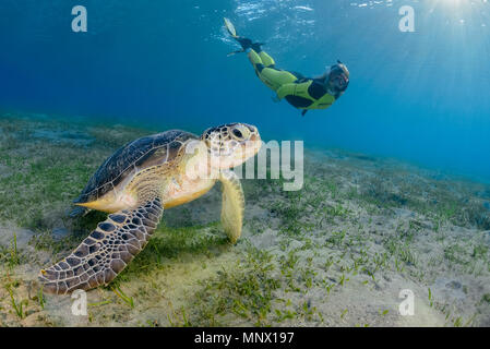 Tartaruga Verde, Chelonia Mydas e la donna snorkeler, specie in via di estinzione, Wadi Gimal, Marsa Alam, Egitto, Mar Rosso, Oceano indiano, signor Foto Stock