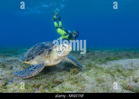 Tartaruga Verde, Chelonia Mydas e la donna snorkeler, specie in via di estinzione, Wadi Gimal, Marsa Alam, Egitto, Mar Rosso, Oceano indiano, signor Foto Stock