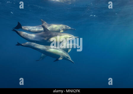 A lungo becco delfino comune, Delphinus capensi, pod, Sud Africa, Porth Elisabeth, Algoa Bay, Oceano Indiano Foto Stock