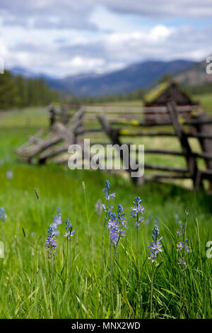 Lauderdale Junction, Washington / STATI UNITI D'America - 9 Maggio 2018: abbandonati homestead tra Ellensburg e Leavenworth in Kittitas County Washington. Foto Stock