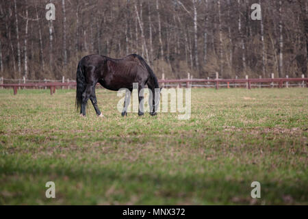 Cavallo per una passeggiata nelle ore diurne Foto Stock