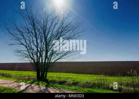 La luce del sole su un campo di fattoria in primavera lungo il sentiero Confederazione nelle zone rurali di Prince Edward Island, Canada. Foto Stock