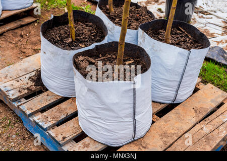 Alberi che crescono in innovativi di sacchi flessibili invece di pentole in un vivaio. Foto Stock