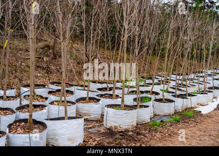 Alberi che crescono in innovativi di sacchi flessibili invece di pentole in un vivaio. Foto Stock