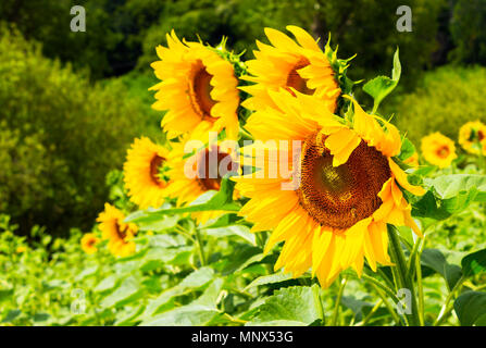 Campo di semi di girasole in montagna. incantevole sfondo agricolo in belle giornate di sole Foto Stock