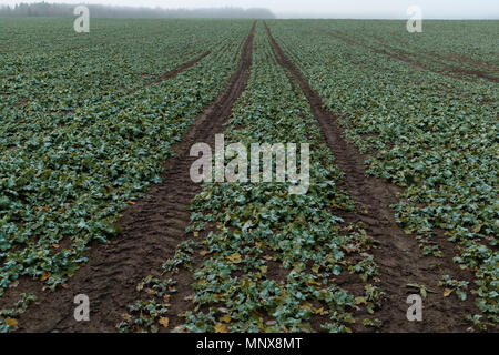 Grande campo verde con tracce di pneumatici da auto Foto Stock